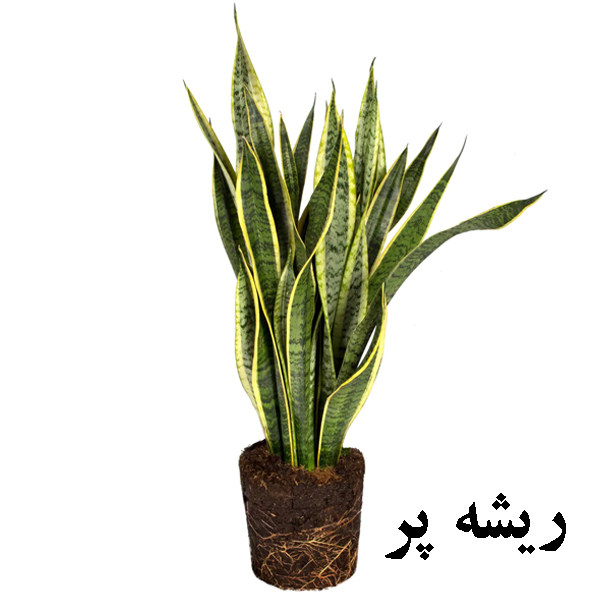 گل طبیعی سانسوريا ابلق تافکو کد 2022